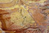 Polished Noondine Chert (Stromatolite) Slab - Billion Years #129184-1